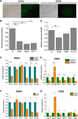 Potential antagonistic relationship of fgf9 and rspo1 genes in WNT4 pathway to regulate the sex differentiation in Chinese giant salamander (Andrias davidianus)